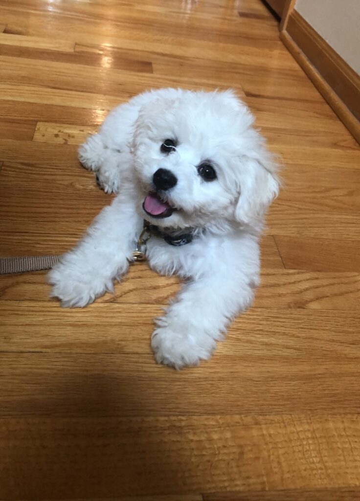 professional training for minty, the first dog in the family