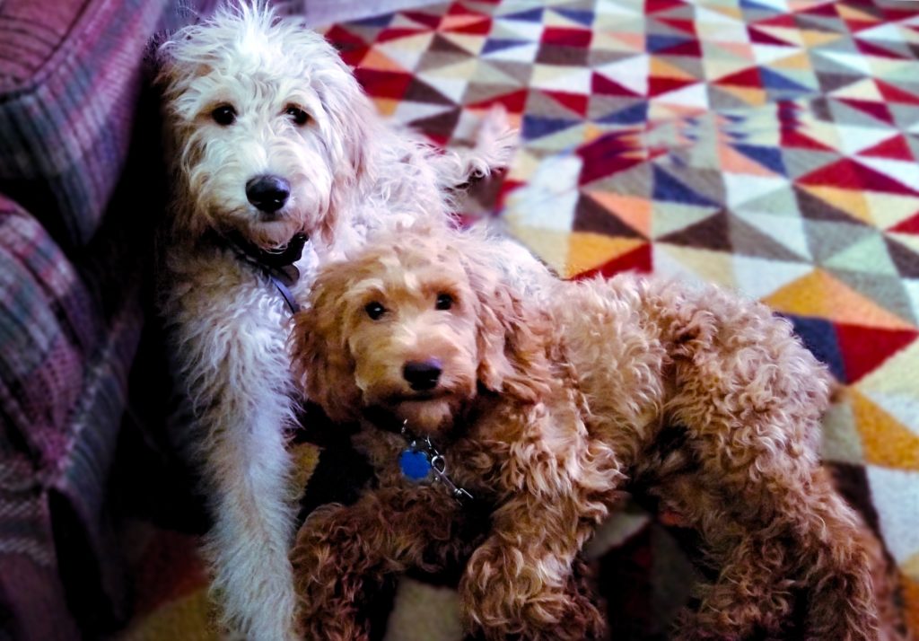 Dog Boarding and training two medium sized dogs