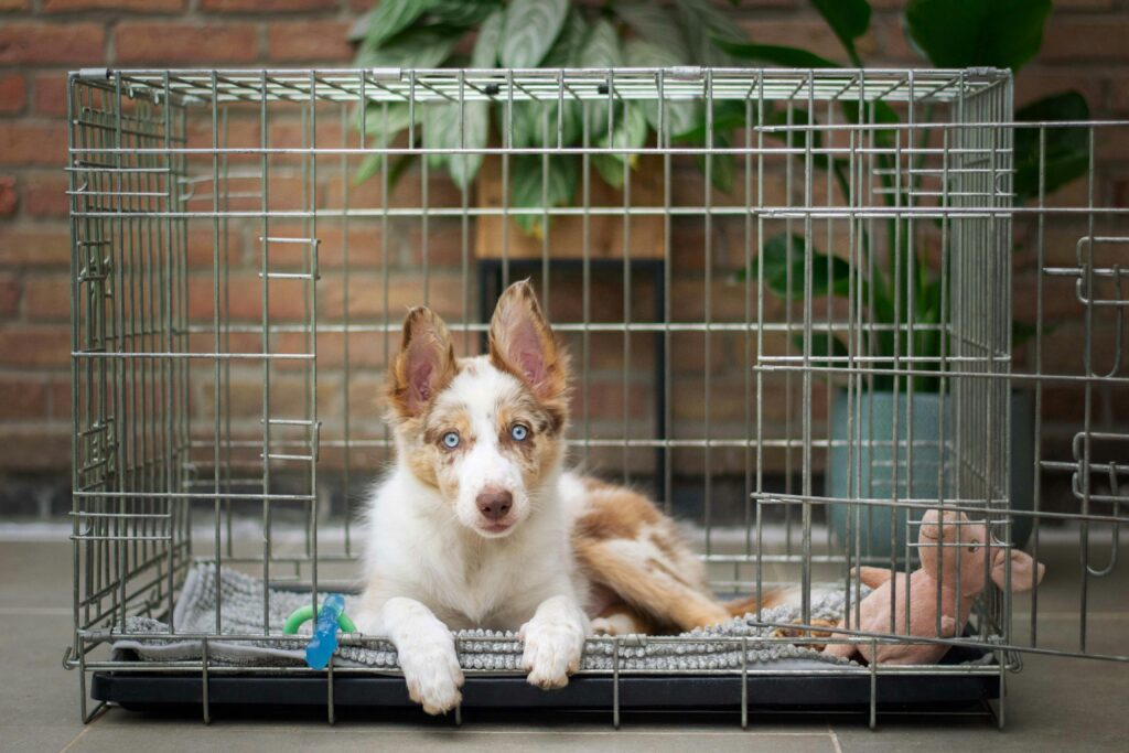tips for proper crate training