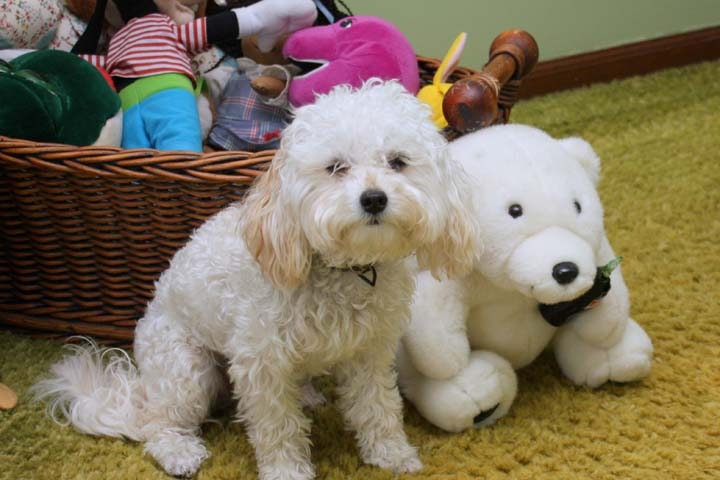 a maltese suffering from small dog syndrome