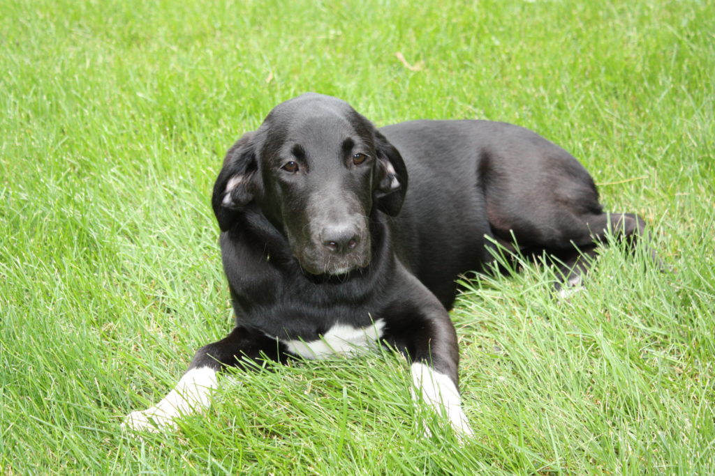 customized dog training program