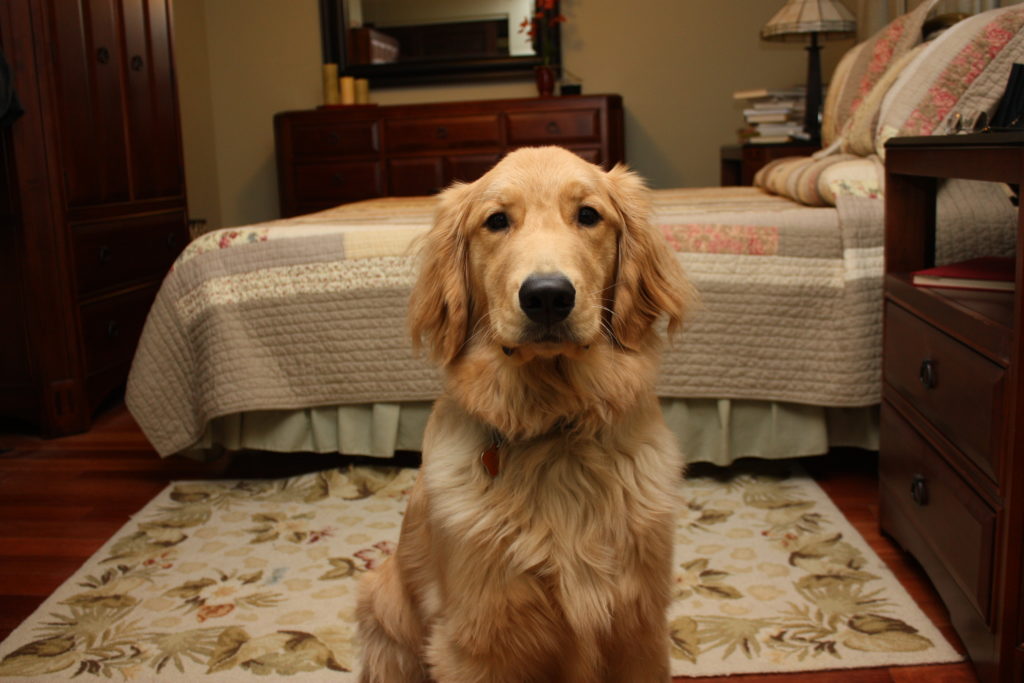 ten things to know about home dog training