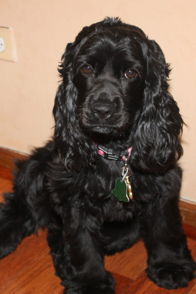 applying practical dog training technique