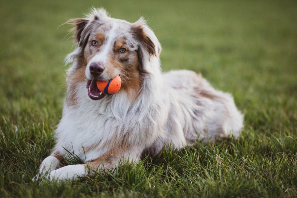 smartest dog breeds according to perfect manners dog training