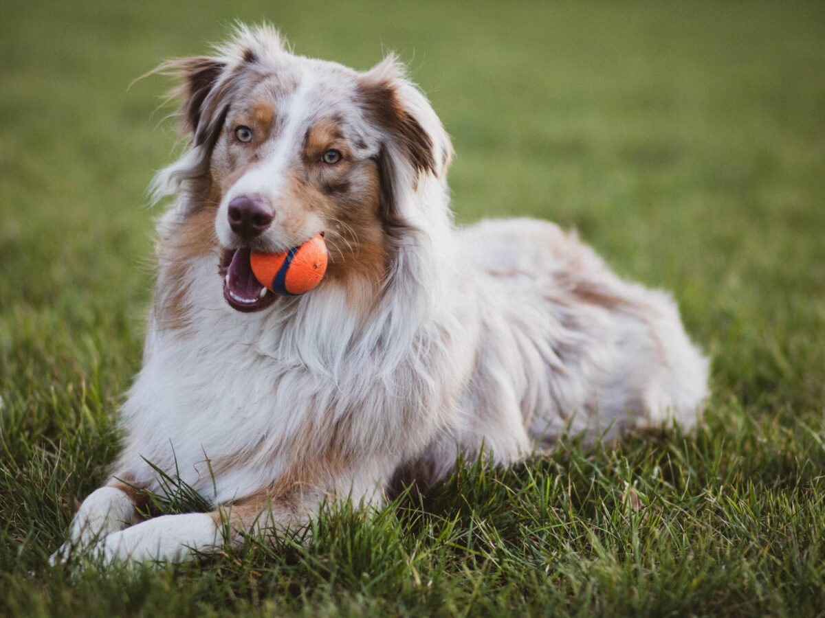 Most disobedient 2024 dog breeds