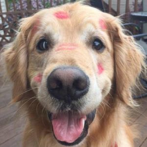 covering a variety of fun and interesting dog topics