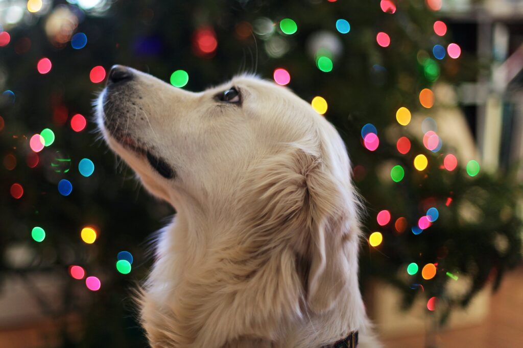 tips on keeping your dogs safe during the holidays