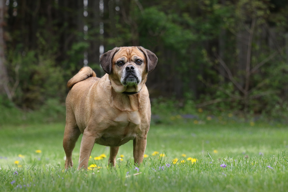 overweight dogs from improper dieting
