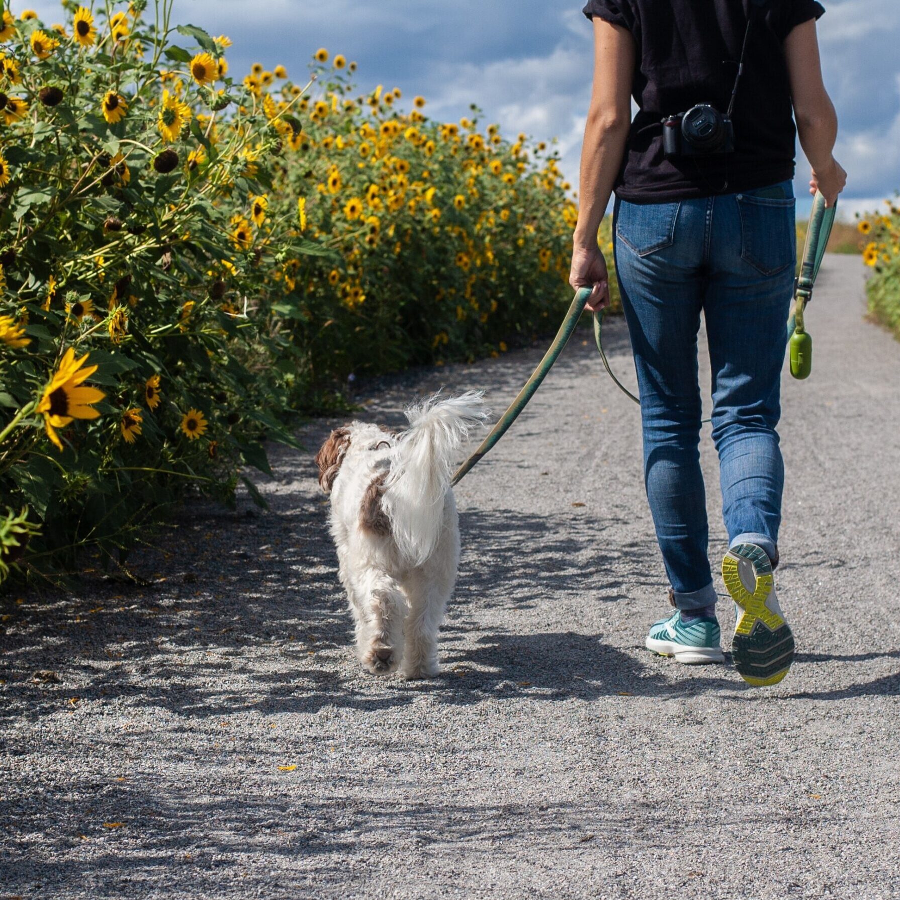 Getting a dog to walk to heel best sale