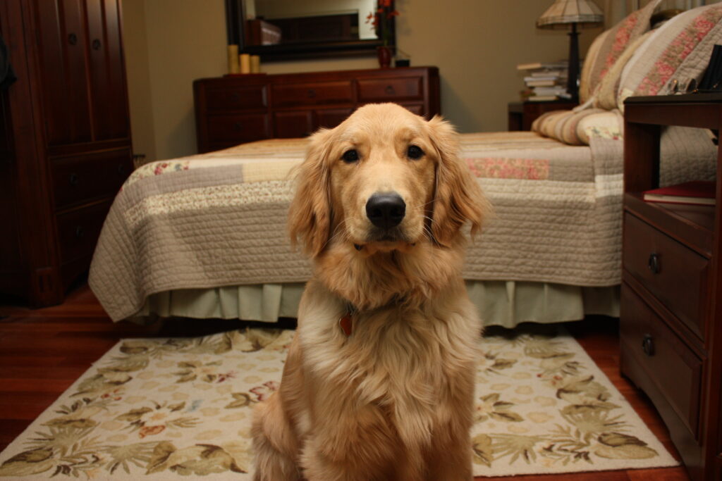 perfect manners dog training tips