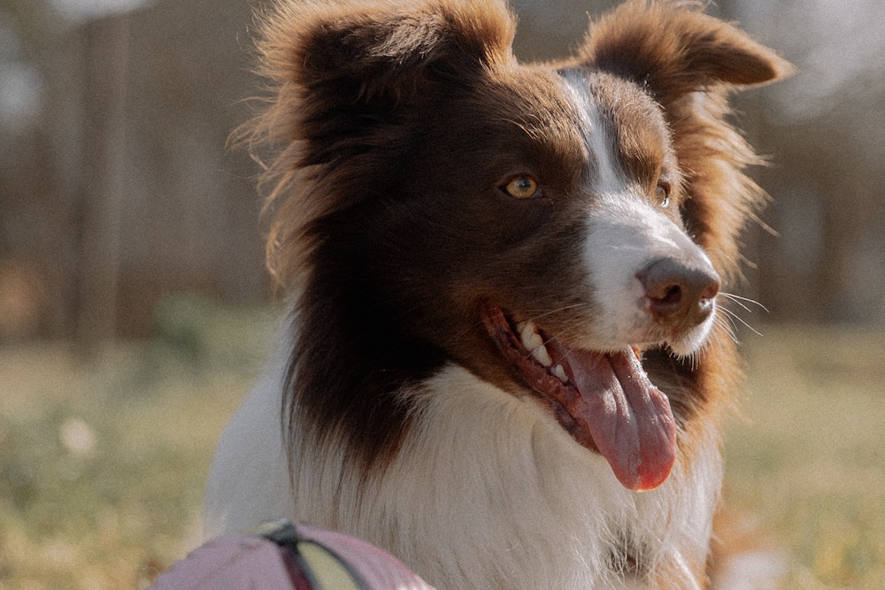 at home dog training classes with an Australian Shepherd