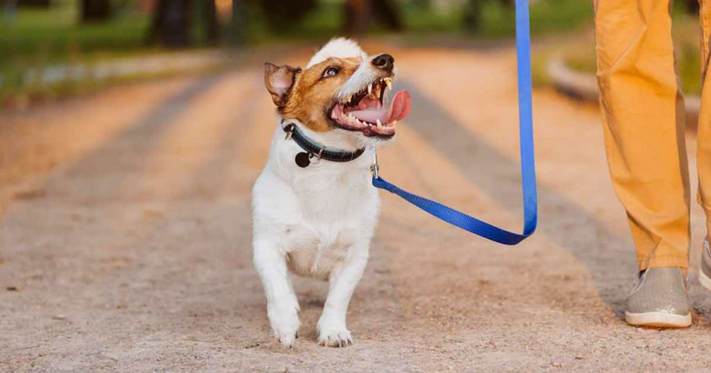 one-on-one dog training session to stop leash pulling