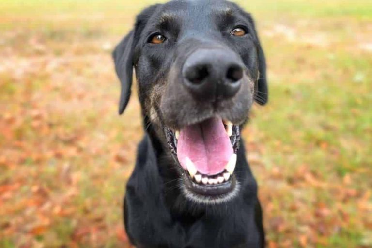 training a labrador retrieved mixed dog to stop leash pulling while walking with owner