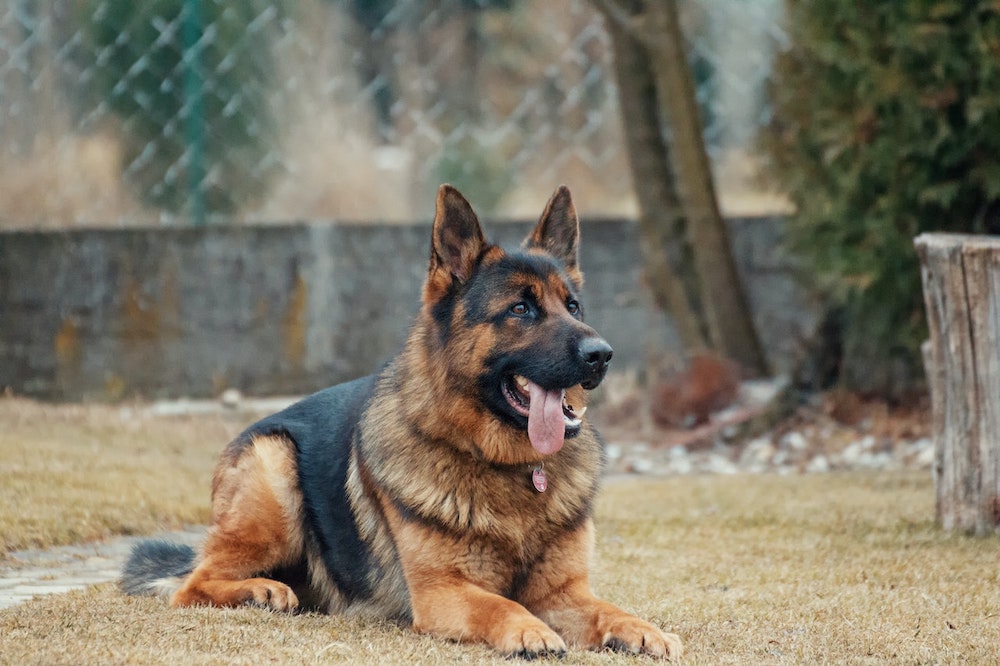 aurora dog training professionals specializing in german shepherds