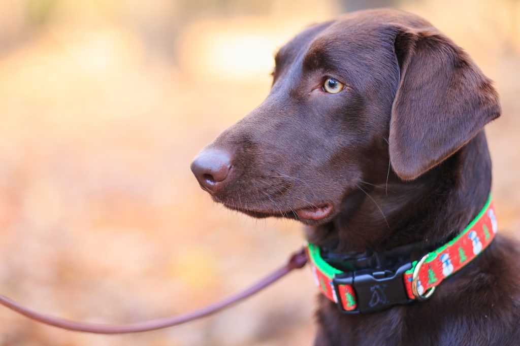 training a dog to improve leash walking habits