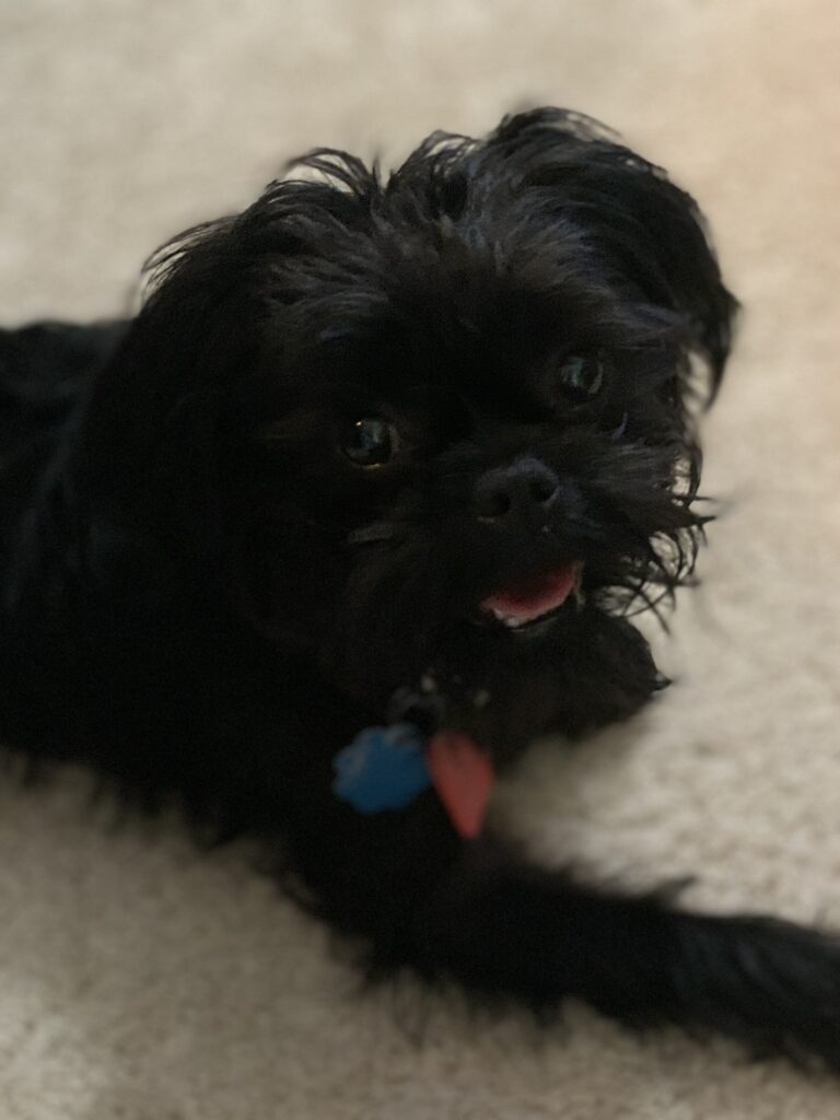 professional dog training with a shih tzu breed