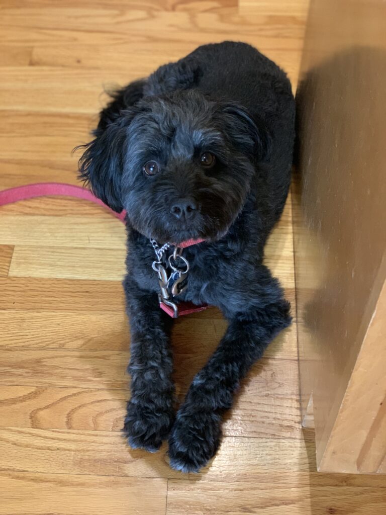 dog chewing excessively