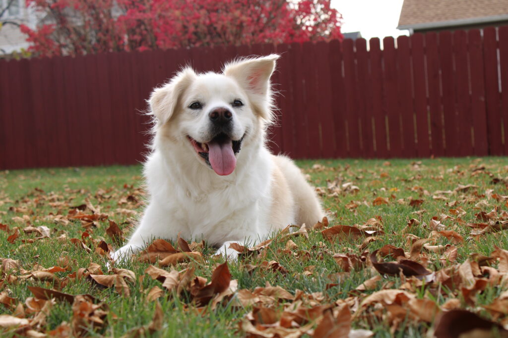 providing in home dog training in and around naperville illinois