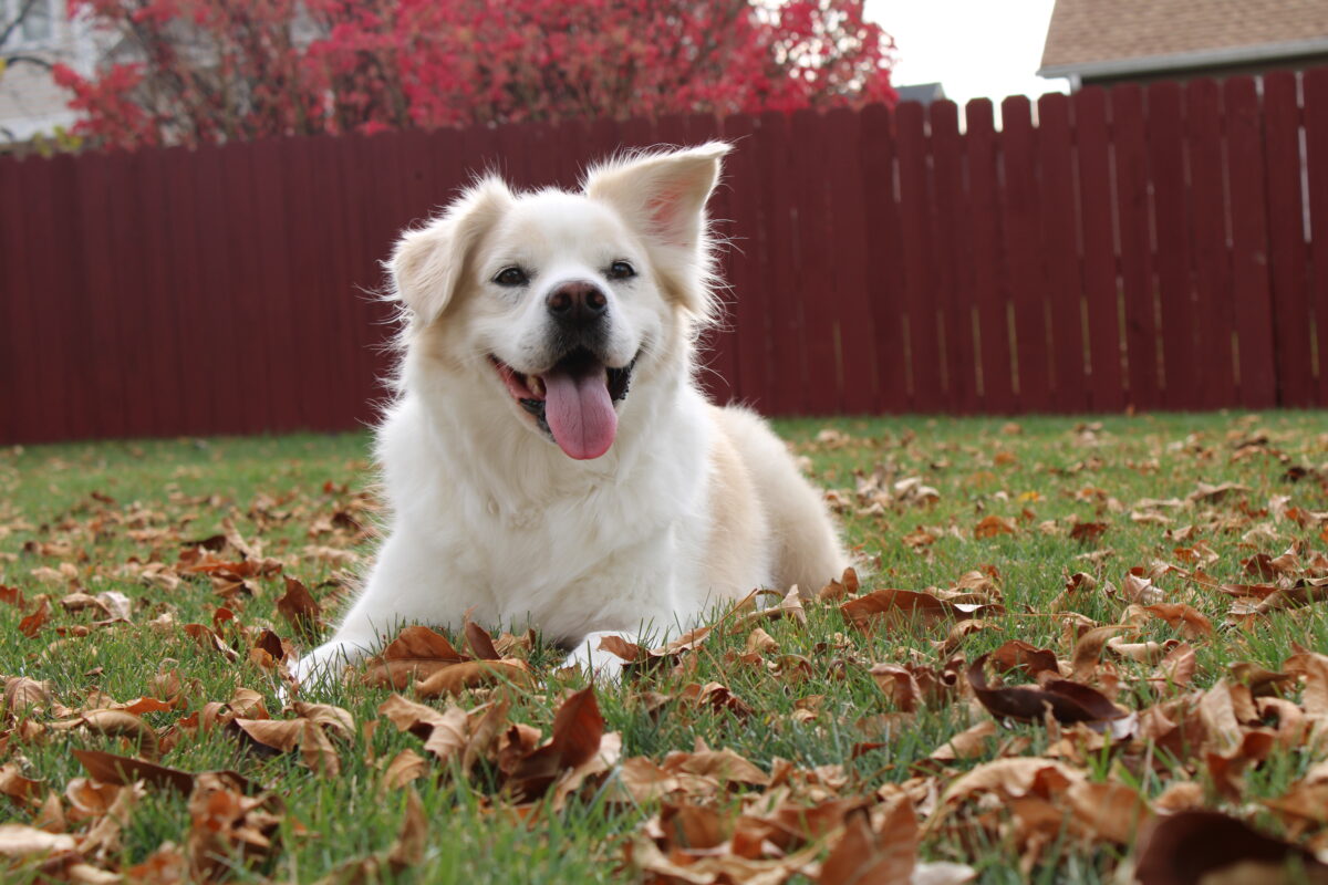 perfect-manners-dog-training-perfect-manners-dog-training-articles