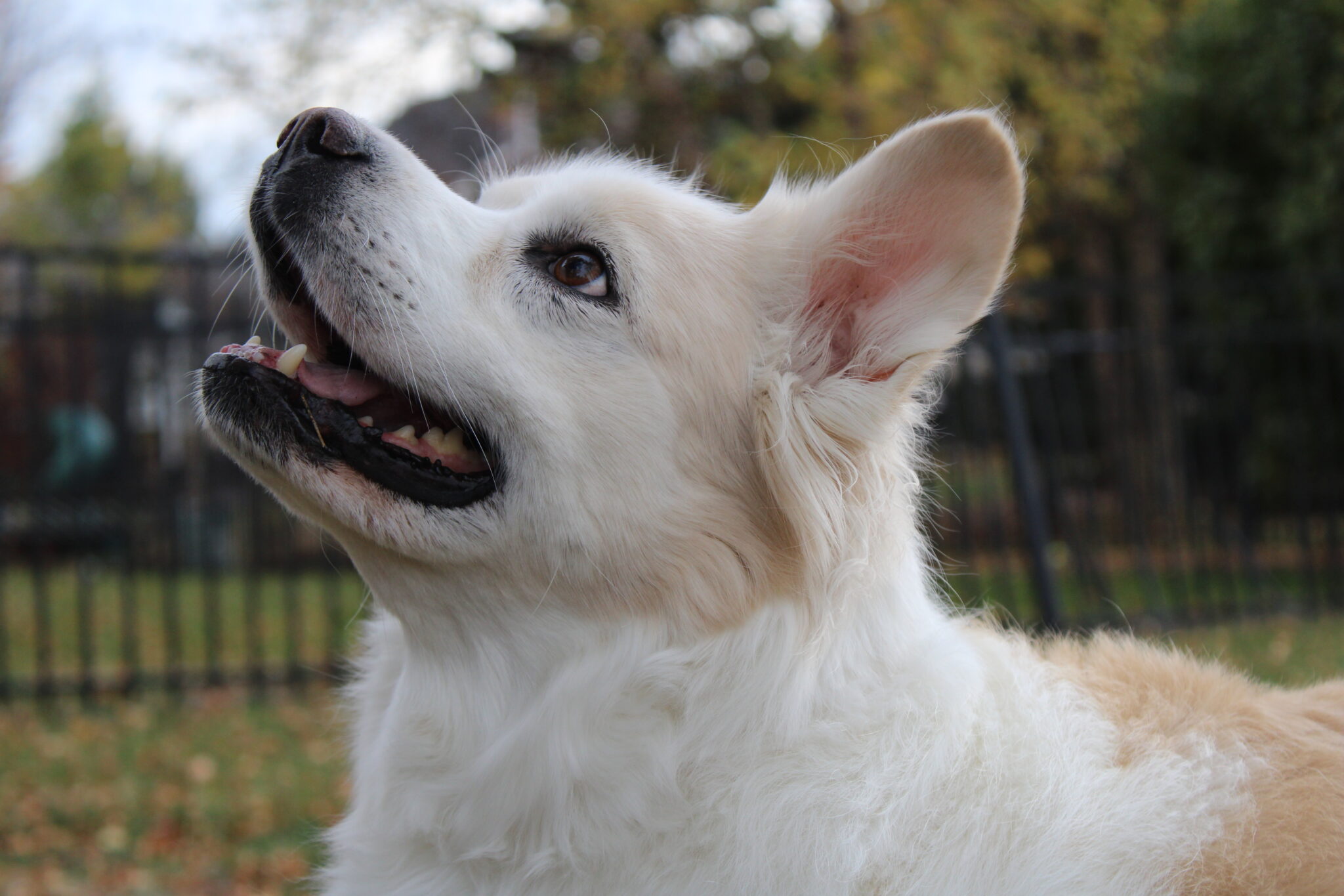 Dog Potty Training Perfect Manners Dog Training 6304207070