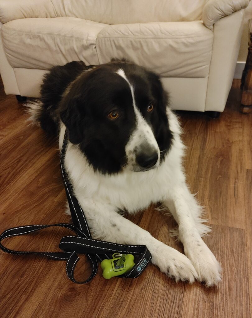 Bear Wordtmann receiving professional dog training in naperville illinois