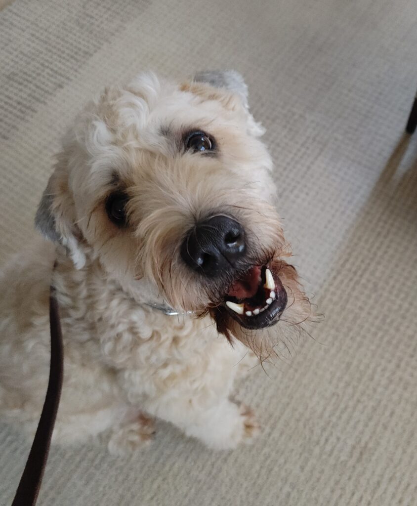 purely positive training method for dogs