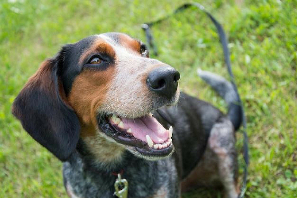 Naperville dog behaviorist to train hound mixes