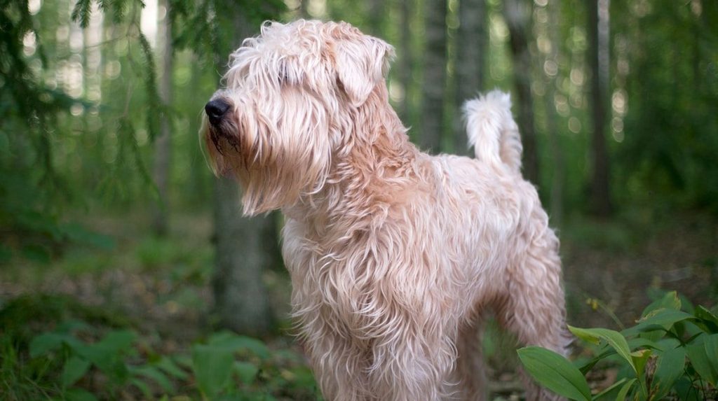 in home training session with a wheaton terrier dog breed