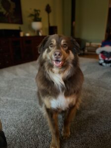 Bowie, the Australian Shepherd