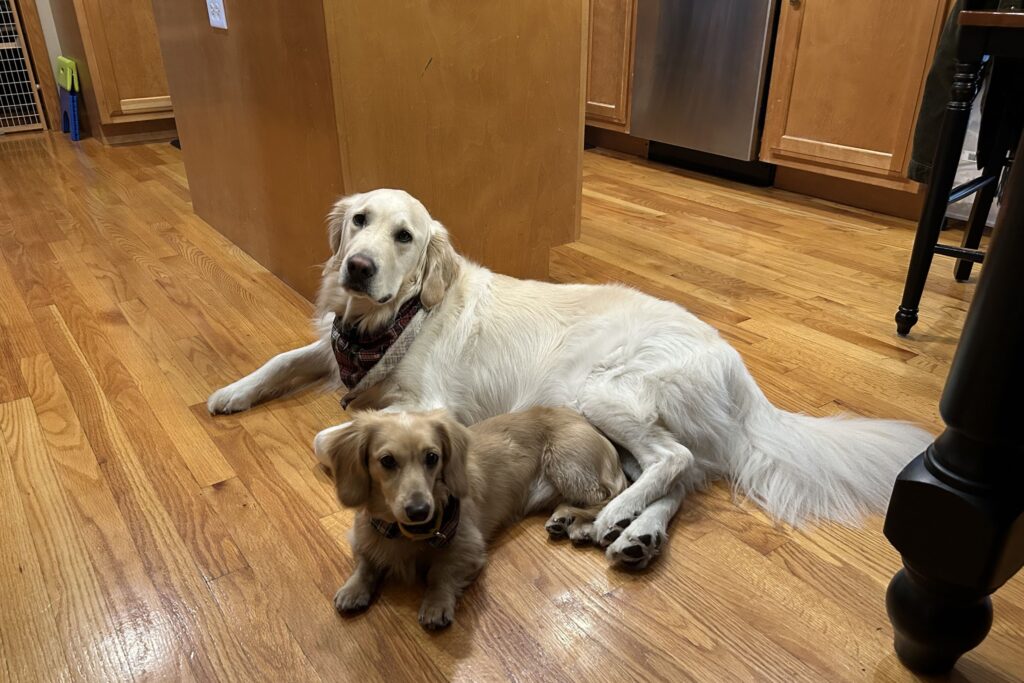 Goji & Dieter, English Cream Retriever & Dachshund