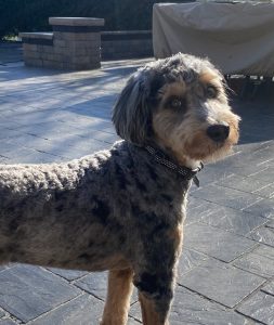Bernedoodle