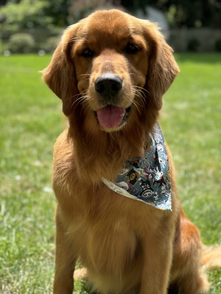 Here is a friendly and energetic Golden Retriever!