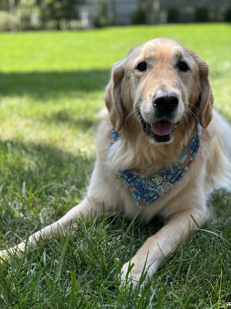 I am one of the friendliest boys you will ever meet!