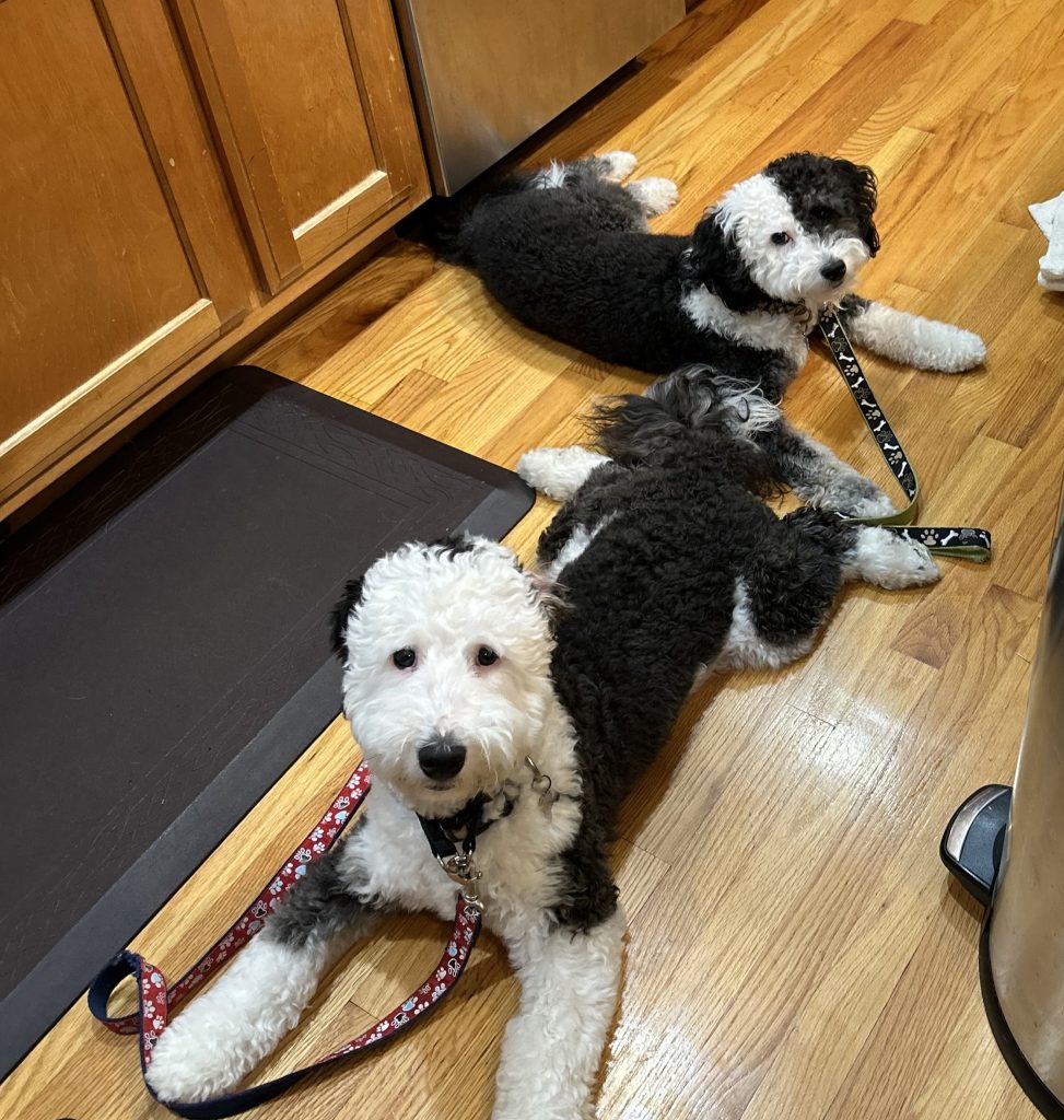 Bernedoodle puppies