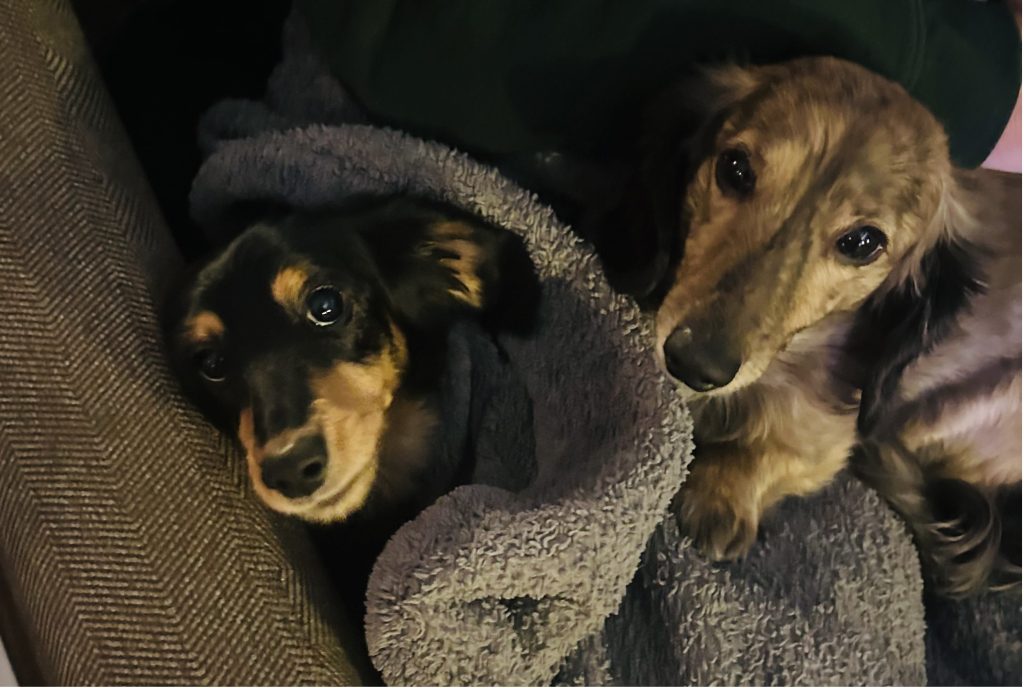 Dachshunds snuggling.