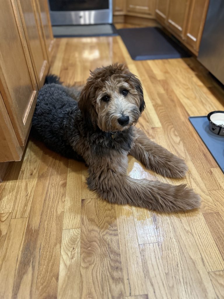 Beautiful Wheaton poodle mix who was a quick learner.