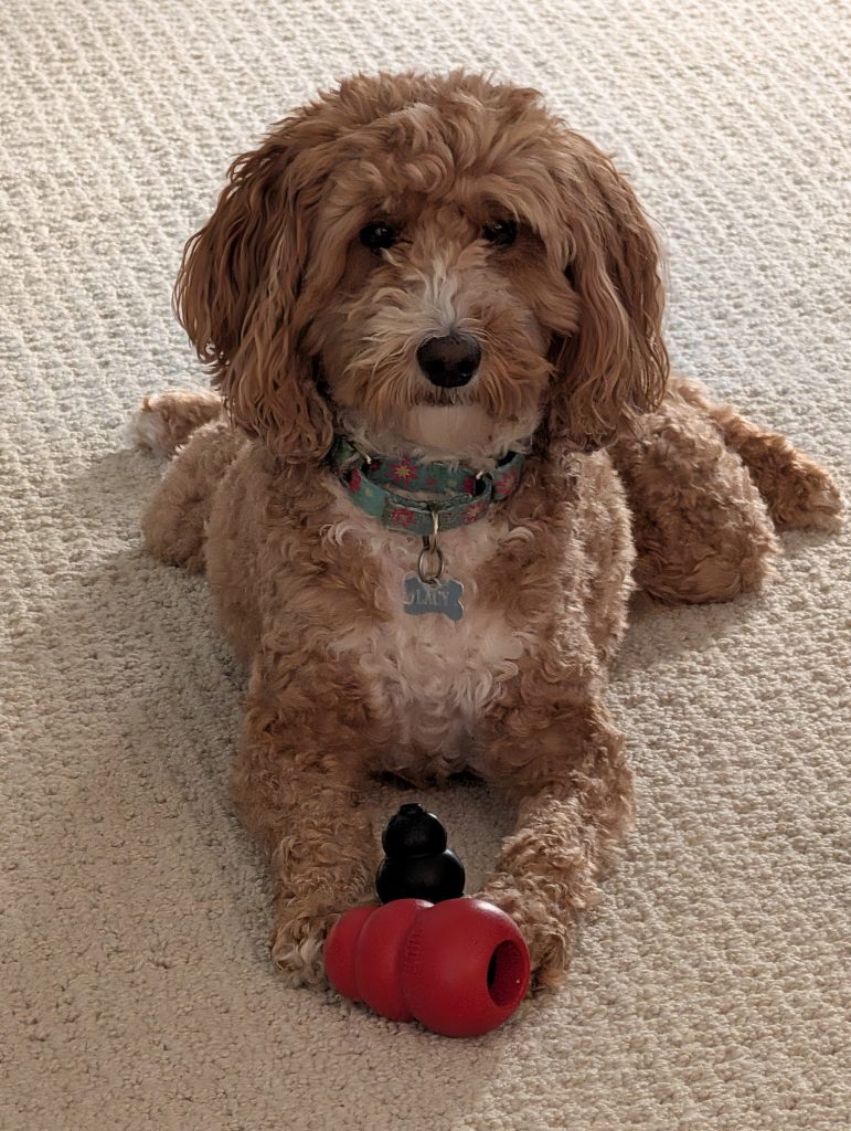 Lacy the golden doodle
