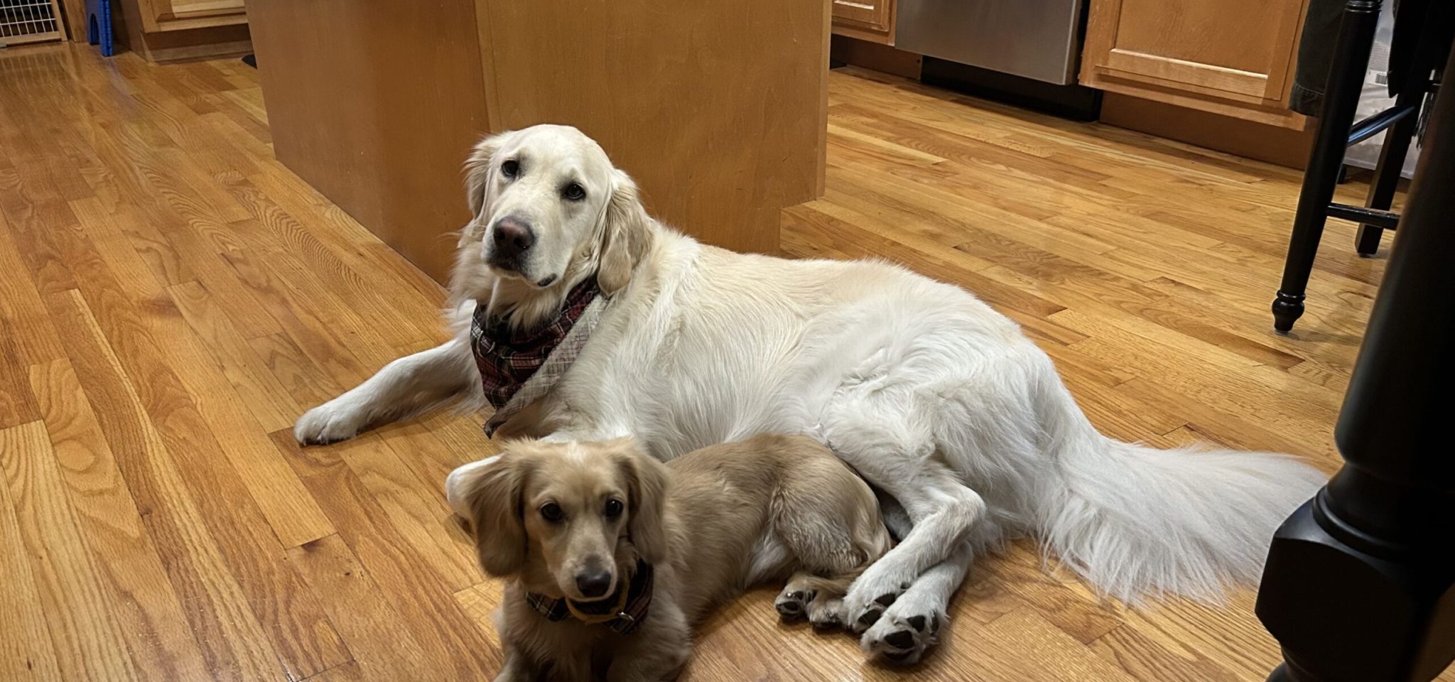 Goji Dieter Goji & Dieter, English Cream Retriever & Dachshund
